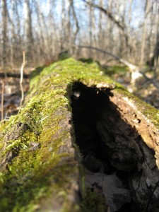 Hollowed Out Log