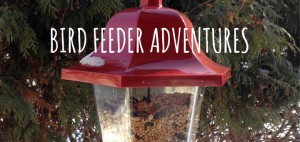 Bird Feeder Adventures in Winter