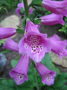 Foxglove Fairy Flower Garden