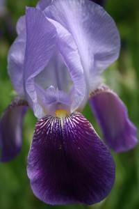 Iris Fairy Flower Garden