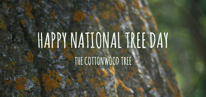 Happy National Tree Day September 23, 2015 – Celebrating the Cottonwood