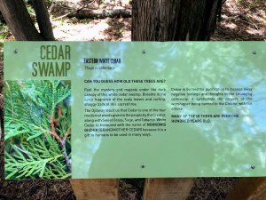 Cedar Swamp Interpretive Signage