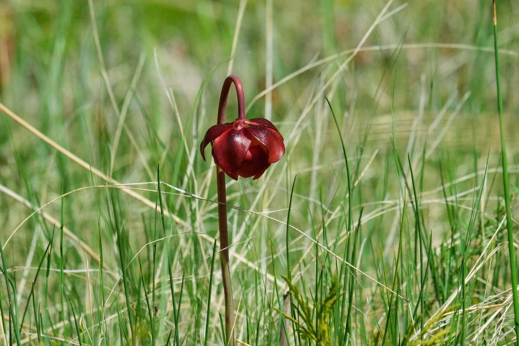 Manitoba Orchid