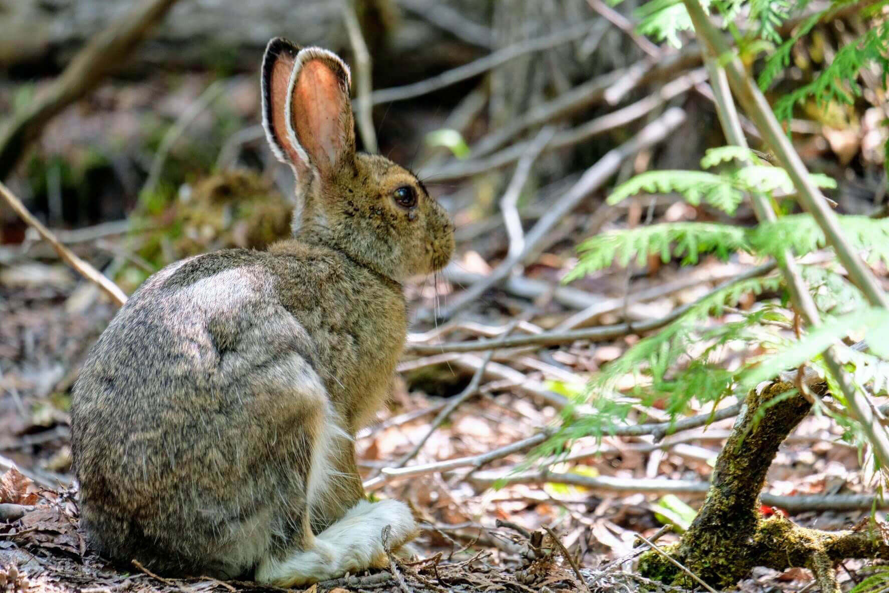 Forest rabbit