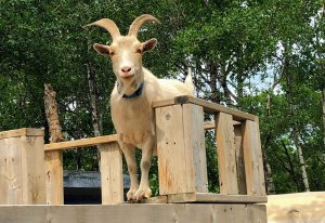 Pineridge Hollow Goat