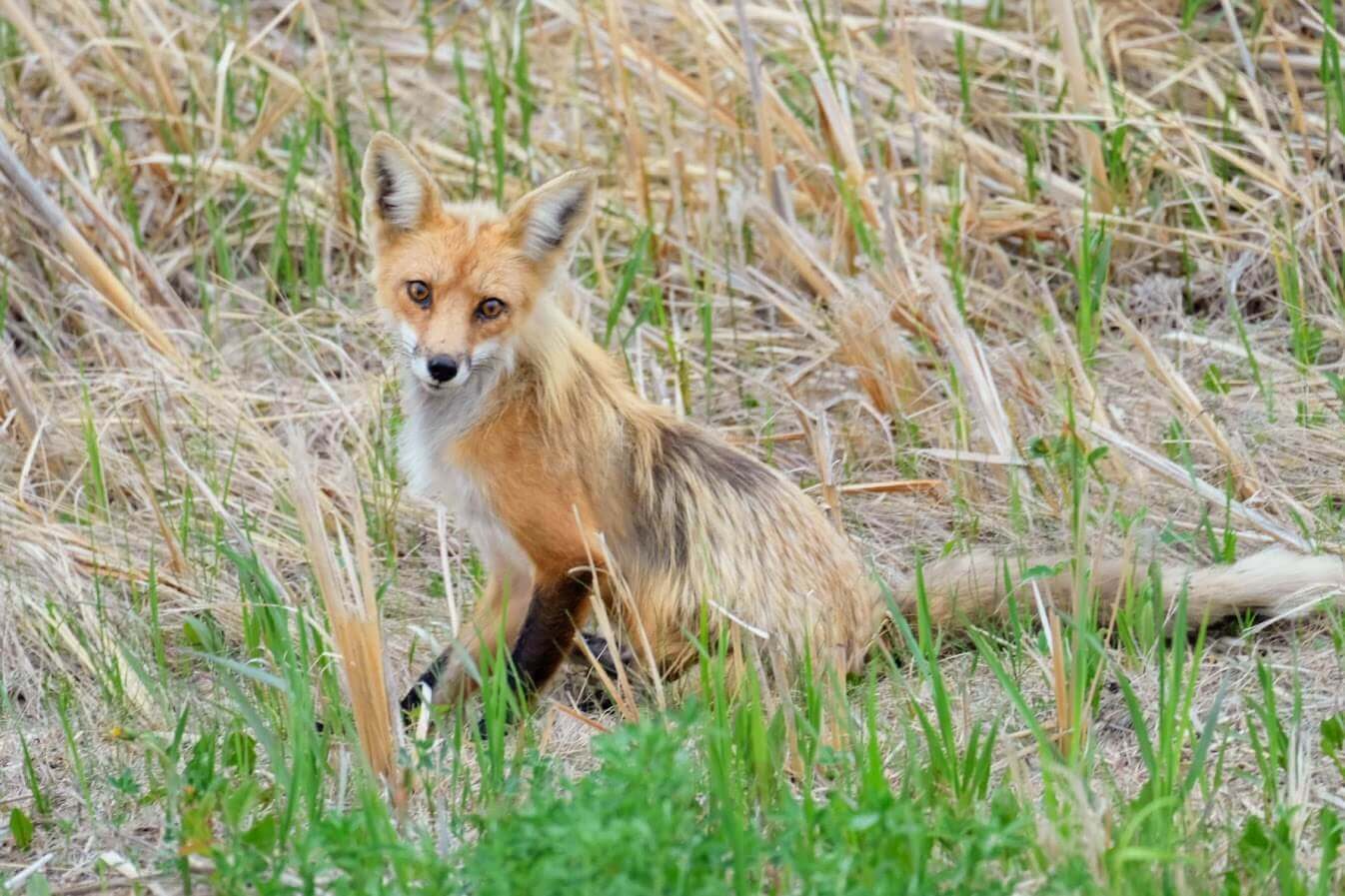 Hecla Island: Meeting a Curious Fox