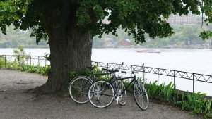 Bicycles next to a tree in Stockholm
