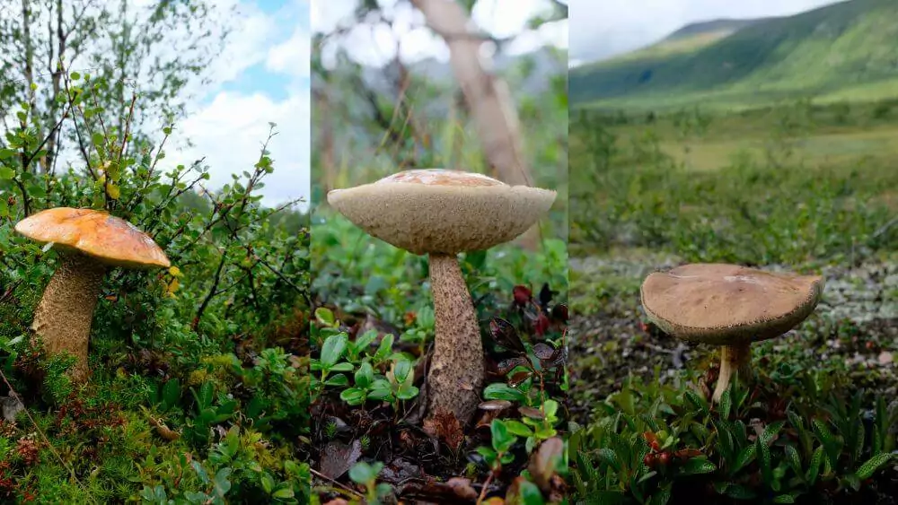 A variety of mushrooms along the trail