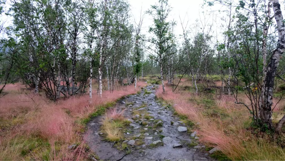 Rocky trail through Abisko National Park