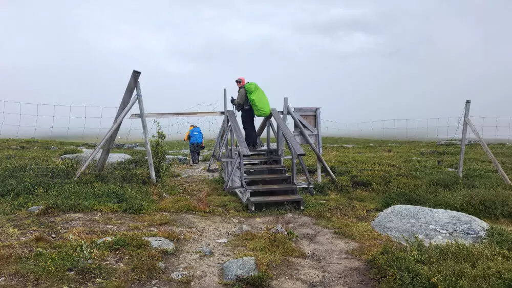 Climbing over a reindeer fence
