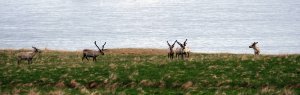 Reindeer herd